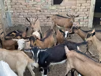 عنزة, Alpine goat — الصورة 8
