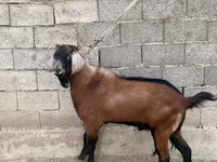 تيس, الماعز — الصورة 1