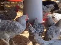Chickens — 2-rasm