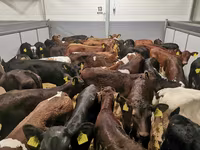 Cow, Cattle — photo 1