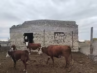 Kuh, Simmental cattle — Foto 5