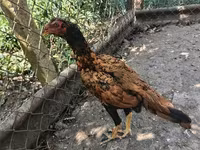 Chickens — Foto 4