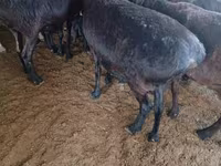 母羊, Hissar sheep — 照片 3