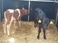 ثور, Simmental cattle — الصورة 2