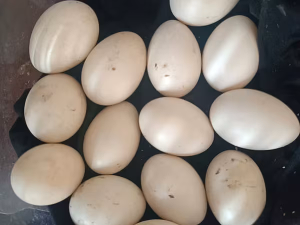 Ducks