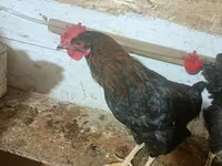 Brahma — Foto 2