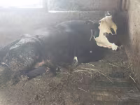 Kuh, Swiss cattle — Foto 5
