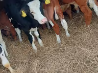 Bulle, Simmental cattle — Foto 2