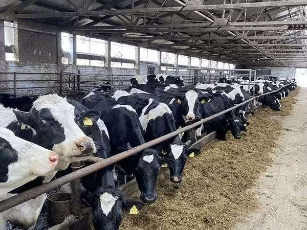 Kuh, Holstein-Rasse
