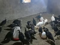 Turkeys — foto 2