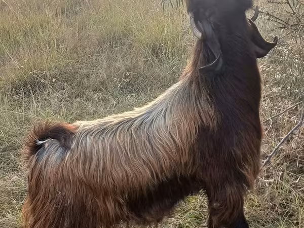 Ешкі, Ешкілер