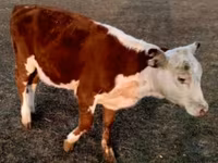 公牛, Swiss cattle — 照片 6