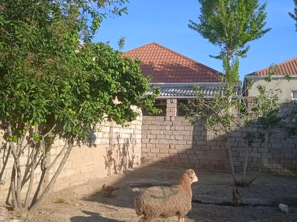 Qoç, Qoyunlar