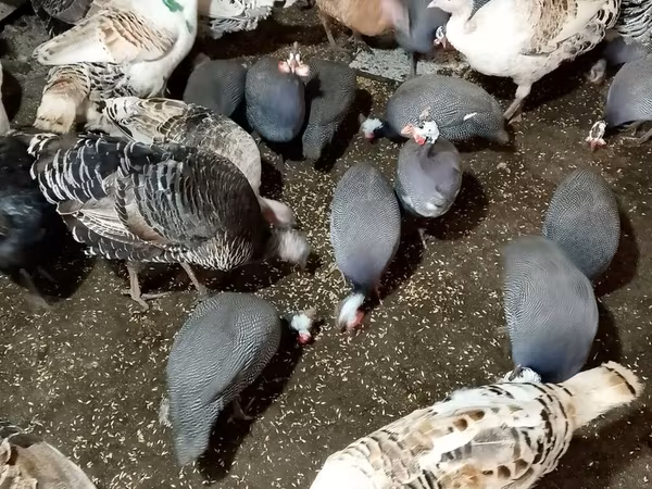 Индейки