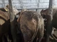 公牛, Cattle — 照片 8