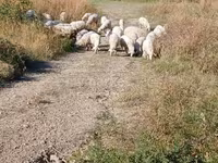 Ram, Sheep — photo 2