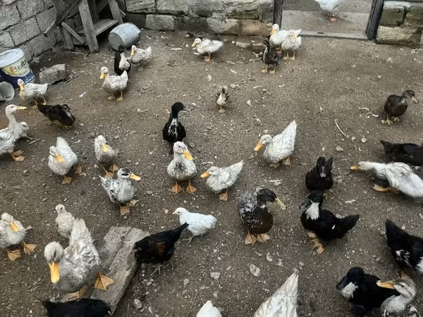 Ducks