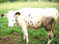 Bulle, Simmental cattle — Foto 5