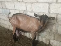 बकरी, Alpine goat — फ़ोटो 3
