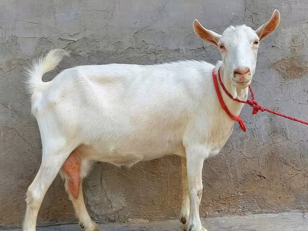 Коза, Saanen goat