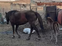 घोड़ी, Horse breed — फ़ोटो 7