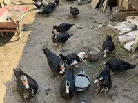 pato criollo doméstico — foto 4