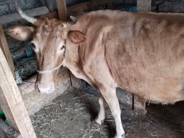 بقرة, Simmental cattle