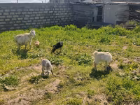 عنزة, الماعز — الصورة 2