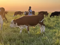 Qoramol (partiya, jinsi ko‘rsatilmagan), Simmental cattle — 4-rasm