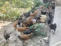 Chickens — foto 1