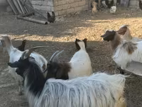 تيس, الماعز — الصورة 3
