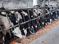 Toro, Russian Black pied cattle — foto 4