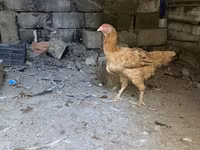 婆罗门鸡 — 照片 6