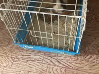 Ginepig +yuvasş + su qabısı ile birlikde sadece 60 manat Məhsul — Foto 3