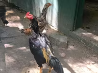 मलय गेम — फ़ोटो 1