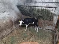 Bulle, Simmental cattle — Foto 2