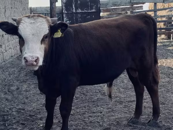 Bull, Kazakh White-headed cow
