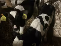 ثور, Russian Black pied cattle — الصورة 4