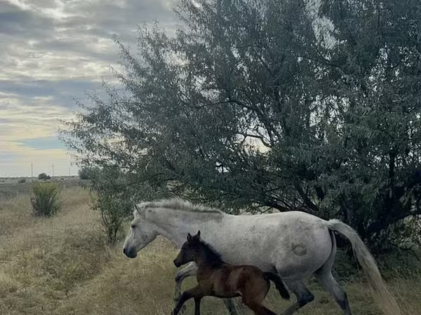 Yegua, Kazakh horse