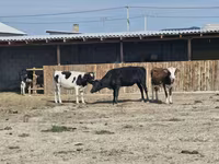 Kuh, Latvian Blue cattle — Foto 2