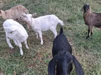 Ziege, Nubian Goat — Foto 2