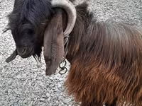 Billy Goat, Goats — photo 1