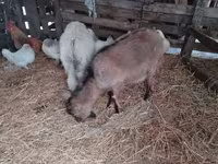 बकरी, Nubian Goat — फ़ोटो 1