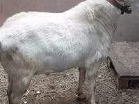Ziegenbock, Nubian Goat — Foto 5