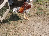 Chickens — foto 2