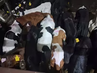 Бұқа, Simmental cattle — 6-сурет