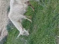 Ziegenbock, Ziegen — Foto 2
