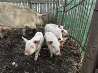 Schweine (Partie, Geschlecht nicht angegeben), Крупная белая — Foto 4