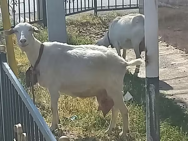 Коза, Saanen goat