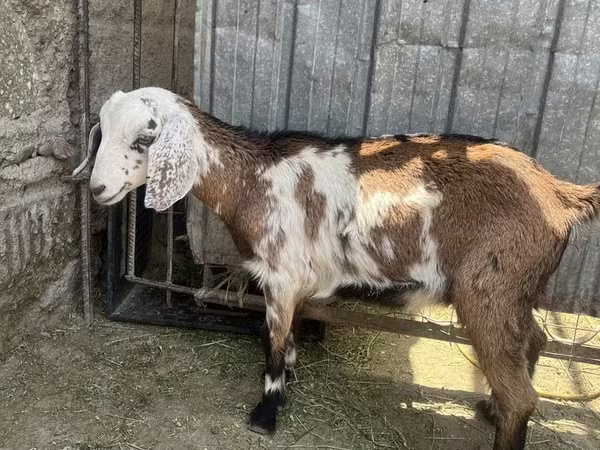 Cabra, Nubian Goat